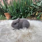 kleurdwerg, Dieren en Toebehoren, Konijnen, Vrouwelijk, Dwerg, 0 tot 2 jaar