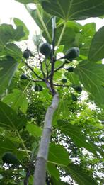 Vijgenboom vijg vijgenplant, Tuin en Terras, Planten | Fruitbomen, Ophalen, Vijgenboom