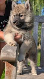 Super leuke pomsky pups!, Dieren en Toebehoren, Honden | Poolhonden, Keeshonden en Oertypen, Nederland, Overige rassen, CDV (hondenziekte)