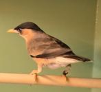 Pagode spreeuw POP, Dieren en Toebehoren, Vogels | Overige Vogels, Vrouwelijk, Geringd