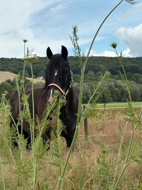 Paardenstalling, paardenpension stals, Dieren en Toebehoren, Stalling en Weidegang, Weidegang