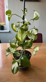 Epipremnum Happy Leaf Manjula, Huis en Inrichting, Kamerplanten, Ophalen of Verzenden, Halfschaduw, Minder dan 100 cm