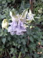 Akelei mix zaden, Aquilegia, Ophalen of Verzenden, Volle zon