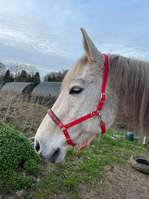 Biothane halster/hoofdstel rood, Dieren en Toebehoren, Paarden en Pony's | Hoofdstellen en Tuigage, Zo goed als nieuw, Overige soorten