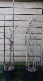 Pitloze druif Glenora, Tuin en Terras, Planten | Fruitbomen, Lente, Volle zon, Minder dan 100 cm, Ophalen