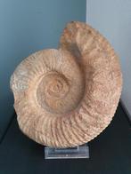 Mooie grote ammoniet, Verzamelen, Mineralen en Fossielen, Ophalen of Verzenden