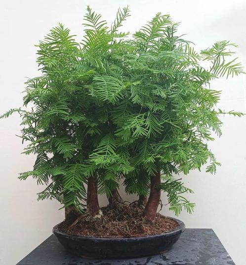 Watercipres - Metaseqouia Bonsai Forest (bosje 5 stuks), Tuin en Terras, Planten | Bomen, Overige soorten, Minder dan 100 cm, Volledige schaduw