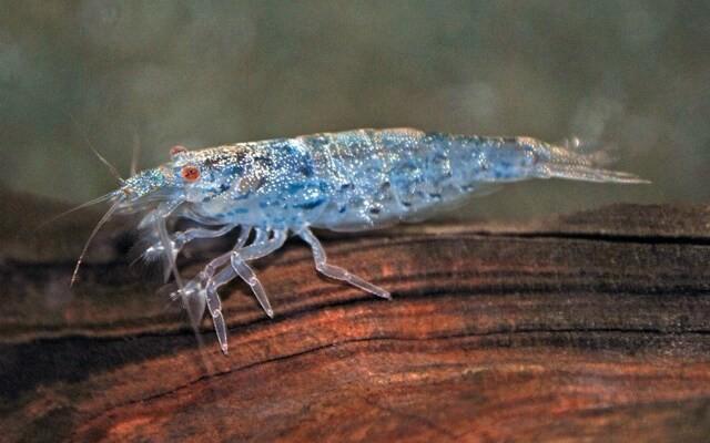 Hobbyaquarium Atyoida Pilipes Filippijnse Waaierhandgarnaal, Dieren en Toebehoren, Vissen | Aquariumvissen, Zoetwatervis, Kreeft, Krab of Garnaal