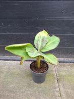 Bananenplant musa super dwarf cavendish 30cm, Huis en Inrichting, Kamerplanten, Ophalen, Halfschaduw, Minder dan 100 cm