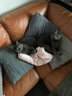 2 lieve katten (kruising blauwe rus en britse korthaar), Meerdere dieren, Gechipt, 6 jaar of ouder