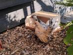 2 serama hennen halfwassen, Dieren en Toebehoren, Pluimvee, Vrouwelijk, Kip