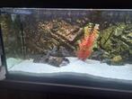 Geophagus 5 x, Dieren en Toebehoren, Ophalen, Zo goed als nieuw