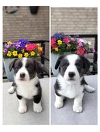 Prachtig gesocialiseerde Welsh Corgi Cardigan puppy's, Dieren en Toebehoren, 8 tot 15 weken, CDV (hondenziekte), Meerdere, Meerdere dieren