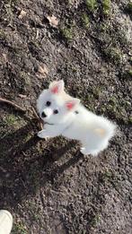 Prachtig Witte Keeshond Teefje, België, Particulier, Keeshond, 15 weken tot 1 jaar