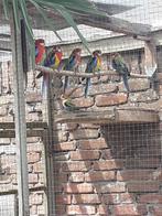 mooie jonge Pracht Rosella's 4x 2025, Dieren en Toebehoren, Vogels | Parkieten en Papegaaien, Meerdere dieren, Parkiet, Geringd