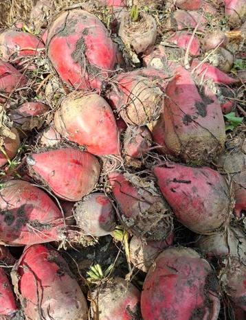voederbieten paard koe schaap varken wortels  beschikbaar voor biedingen