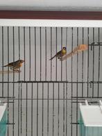 1-1Japanse Nachtegaaltjes van 23, Dieren en Toebehoren, Vogels | Overige Vogels