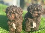 Te koop mooie boomer pups, Dieren en Toebehoren, Honden | Niet-rashonden, Nederland, CDV (hondenziekte), 8 tot 15 weken, Meerdere