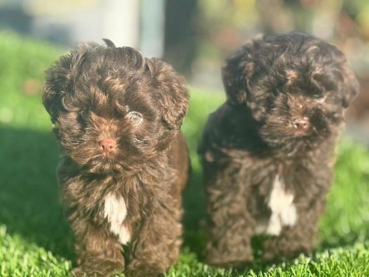 poedel x boomer pups maltipoo boompoo, Dieren en Toebehoren, Honden | Niet-rashonden, Klein, Meerdere dieren, Fokker | Professioneel