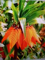 Fritillaria garland star imperialis keizerskroon, Ophalen of Verzenden, Voorjaar, Volle zon, Bloembol