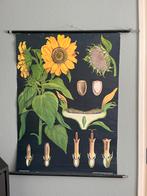 Schoolplaat Zonnebloem Jung-Koch-Quentell, Ophalen, Natuur en Biologie