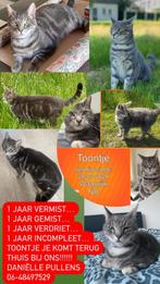 Vermiste kat vermiste dieren, Kater, Kortharig, 3 tot 5 jaar