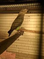 Roodbuik papegaai, Dieren en Toebehoren, Vogels | Parkieten en Papegaaien, Vrouwelijk, Papegaai, Geringd