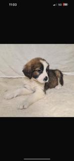 Leuke lieve puppy’s te koop 12 weken oud, Dieren en Toebehoren, CDV (hondenziekte), 8 tot 15 weken, Labrador retriever, Meerdere