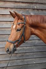 Prachtige merrie 2015 fokmerrie/recreatief 1.66m, Dieren en Toebehoren, Paarden, Merrie