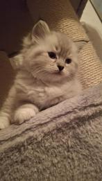 Te Koop! Ragdoll kittens, Dieren en Toebehoren, Meerdere dieren, Gechipt, 0 tot 2 jaar