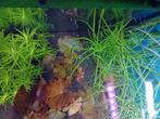 Aquariumplanten, Ophalen of Verzenden, Zo goed als nieuw, Plant(en), Steen of Hout