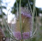 Kaardebol - Dipsacus fullonum, Tuin en Terras, Volle zon, Tweejarig, Zomer, Ophalen