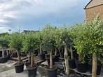 Olijfbomen olea europa  aktie €99Olijfboom dient altijd lich, Volle zon, Bloeit niet, Ophalen of Verzenden, 100 tot 250 cm