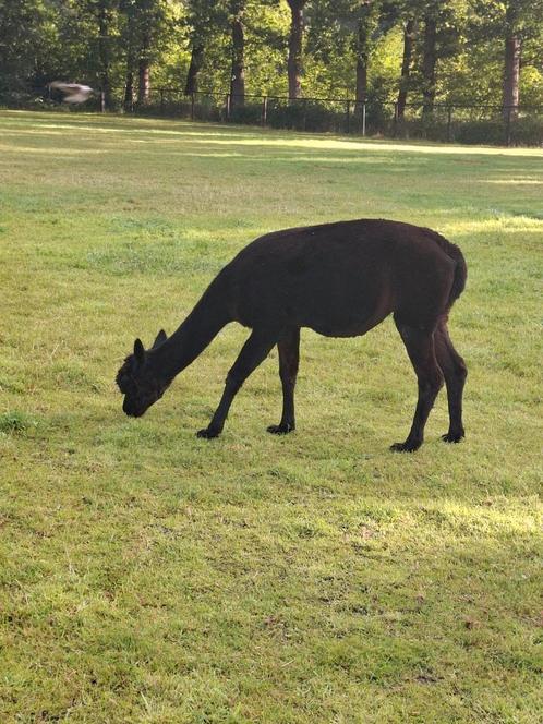 Alpaca merrie met hengstveulen, Dieren en Toebehoren, Overige Dieren, Meerdere dieren, Juni