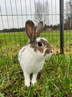 Bean zoekt een huisje! (gecastreerd en gevaccineerd), Dieren en Toebehoren, Konijnen, Mannelijk, Klein, 0 tot 2 jaar