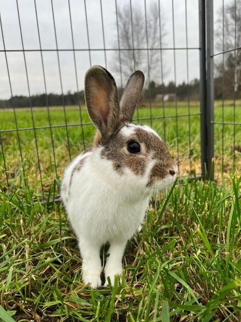 Bean zoekt een huisje! (gecastreerd en gevaccineerd), Dieren en Toebehoren, Konijnen, Klein, Mannelijk, 0 tot 2 jaar