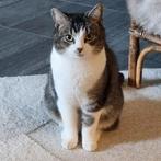 VERMIST kater kat Europese korthaar ludinga, Kat