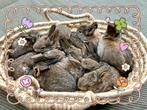 Konijnen koppel, Dieren en Toebehoren, Konijnen, Meerdere dieren, Groot