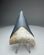 Blauwe Bone Valley Megalodon tand, Verzamelen, Ophalen of Verzenden, Fossiel