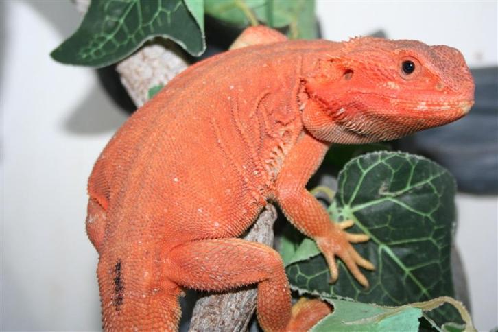Oranje HypoTrans Leatherback Baardagaam Bearded Dragons, Dieren en Toebehoren, Reptielen en Amfibieën, Hagedis, 0 tot 2 jaar, Tam