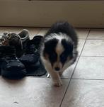 scheltie pup REU met fci stamboom laatste pup, Particulier, Reu, CDV (hondenziekte), 8 tot 15 weken