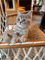 British Korthaar, Dieren en Toebehoren, Kater, Gechipt, 0 tot 2 jaar