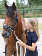 Hele lieve pony voor een ervaren ruiter, 11 jaar of ouder, Gechipt, Dressuurpony, Ruin