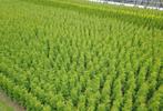 Coniferen Thuja occidentalis brabant, Ophalen of Verzenden, Overige soorten, Volle zon