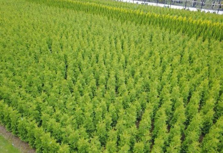 Coniferen Thuja occidentalis brabant, Tuin en Terras, Planten | Tuinplanten, Overige soorten, Volle zon, Ophalen of Verzenden