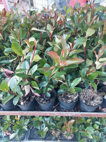 Photinia carre rouge  beschikbaar voor biedingen
