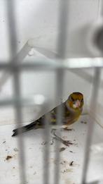 Bastaard putter, Dieren en Toebehoren, Mannelijk, Wildzangvogel, Geringd