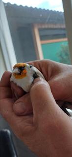 Koppel majoor putters, Dieren en Toebehoren, Vogels | Overige Vogels, Meerdere dieren, Wildzangvogel, Geringd