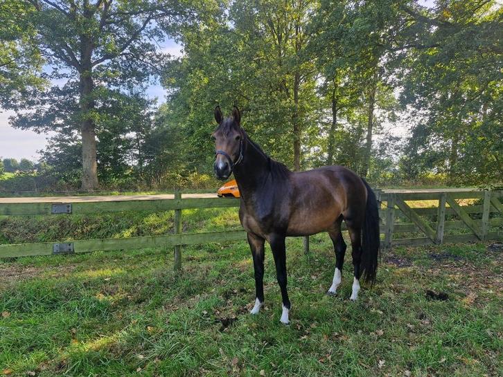 3 jarige Barton vdl x Everdale x Gribaldi, Dieren en Toebehoren, Paarden, Merrie, Onbeleerd, 170 tot 175 cm, 3 tot 6 jaar, Dressuurpaard