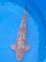 Prachtige maruten ochiba, hele mooie kwaliteit zie foto's, Dieren en Toebehoren, Karper of Koi